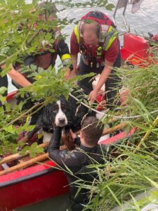 Hund Seppl aus der Drau gerettet
